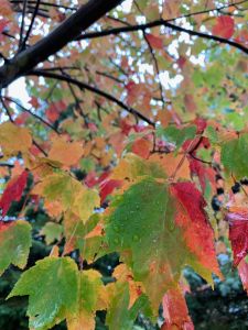 Fall Leaves