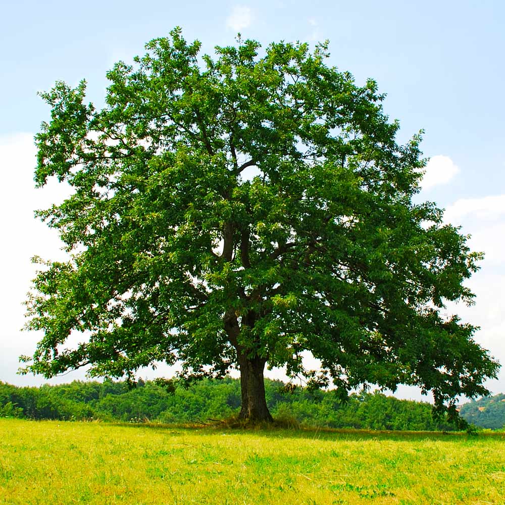 Sheltering Oak